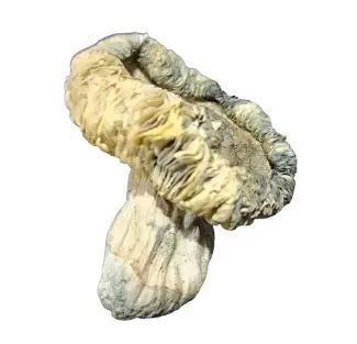 Albino Louisiana Magic Mushrooms - Image 3