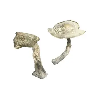 buy Albino Louisiana mushrooms online